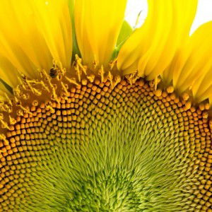 Chamod Shop profile icon