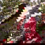 Fheny Alfionita profile icon