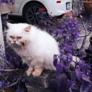 แตงโม เหมียว เงี้ยวง่าว profile icon