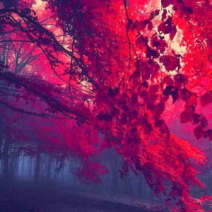 Massyihah Ismail profile icon