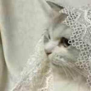 Susmitha Anwar profile icon