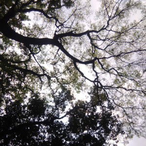 Adinda Alifiya profile icon