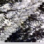 Adinda Alifiya profile icon