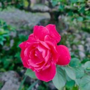 Kim Joh-eun profile icon