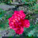 Kim Joh-eun profile icon