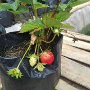 Ayuliaa Rahma profile icon