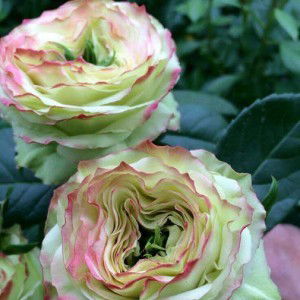 Rhiana Efendi profile icon