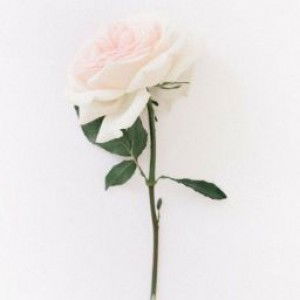 Dewi Anggraeni profile icon