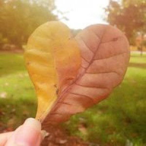 Kim Thạch profile icon