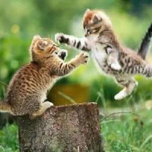 All Viin profile icon