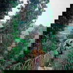 Sriee Bae Akh profile icon