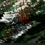 Rahmi Fauziyah profile icon