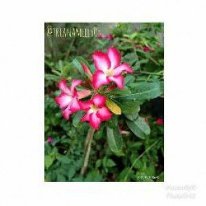 Melly Triana profile icon