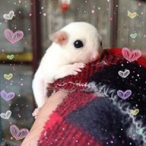 Jack Zinc profile icon