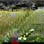 Alfa Fauziah Siva profile icon