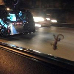 kungkaew profile icon