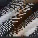 เกล้าลฎา ฉิมพาลี profile icon