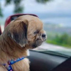 Kriszel Mallari Marasigan profile icon