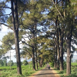 Lan Nguyen profile icon