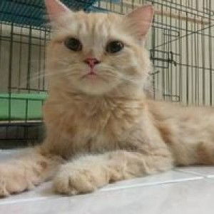 GalihRatna Nfs profile icon