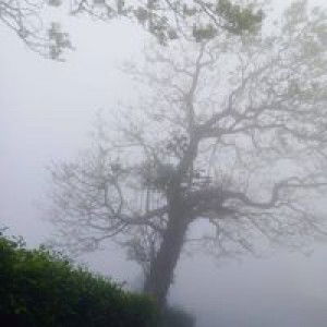 Ummu Ayyash profile icon