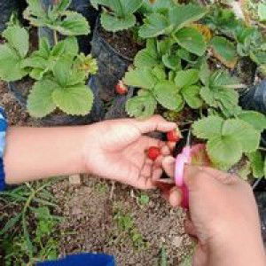 Vevy Juliany profile icon