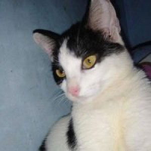 Arliya safitrii profile icon