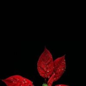 ديان روسانتي لإمام السجعي profile icon