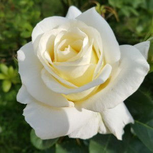 Windi Agustiana Dewi profile icon