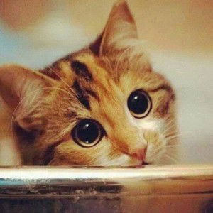 Wardah Fahri profile icon