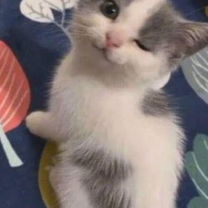 Meirani Puspitasari profile icon