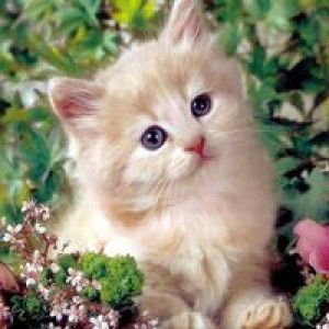 Ratu Ain Ratu Ain profile icon