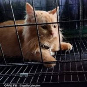 Dessy Wijayanto profile icon