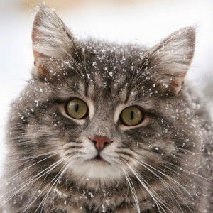 sherry shantysharadzin profile icon