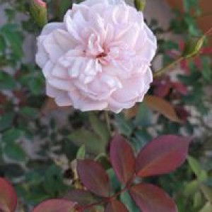 Hannah Lucio profile icon