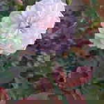 Hannah Lucio profile icon