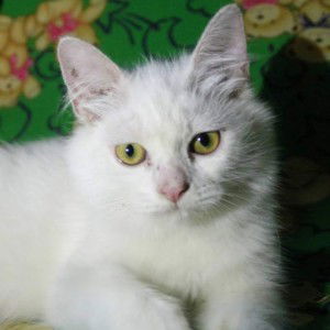 kit kat profile icon