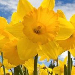 Han Nguyen profile icon