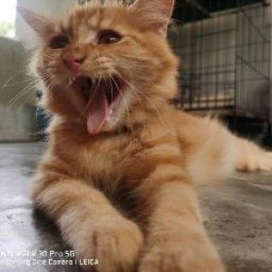 kaka yayang profile icon