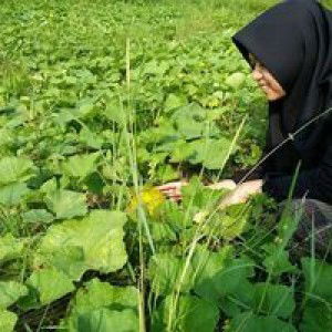 Fathya Alraihan profile icon