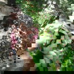 Muay Suphatcha profile icon