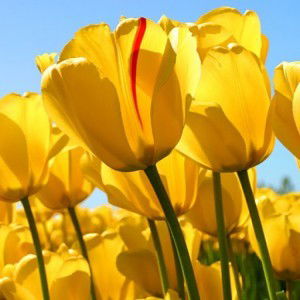 NUR SYAWANA BALKIS AZIZ profile icon