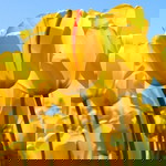 NUR SYAWANA BALKIS AZIZ profile icon