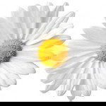 Eunice Ang profile icon