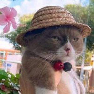 Mai Ungkana profile icon