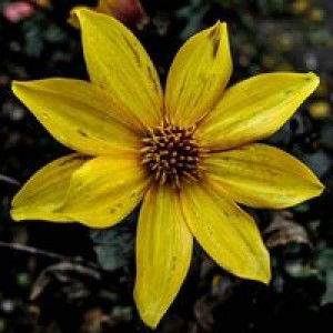 Nur Hadziroh profile icon