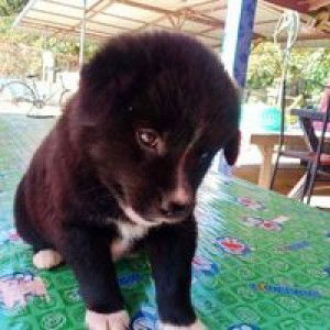 Kib Kib profile icon