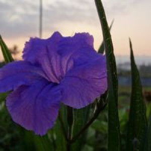 Friska M profile icon