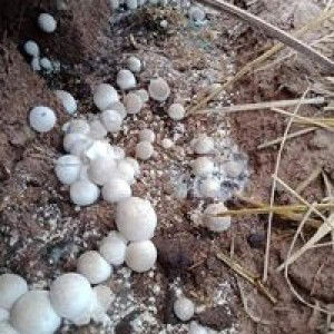 โนนหัวนา โพธิ์ศรี profile icon