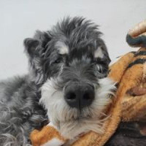 Mann Lim profile icon